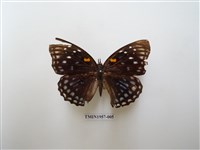 藏品(燦蛺蝶)的圖片